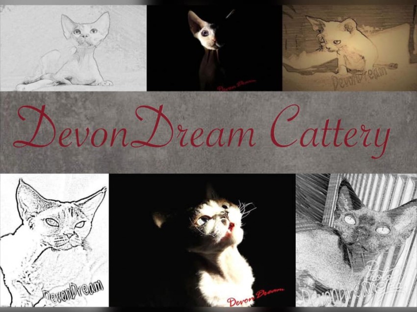 DevonDream*PL
